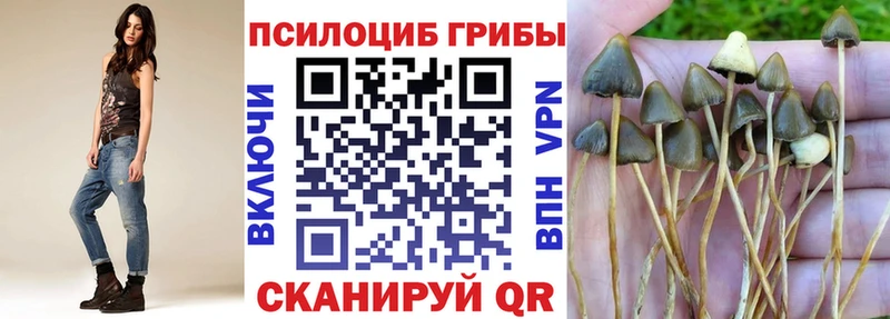 купить закладку  Зеленокумск  Галлюциногенные грибы Psilocybe 